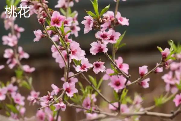 樱花和桃花有什么区别，外形、开花时间和产地均不同