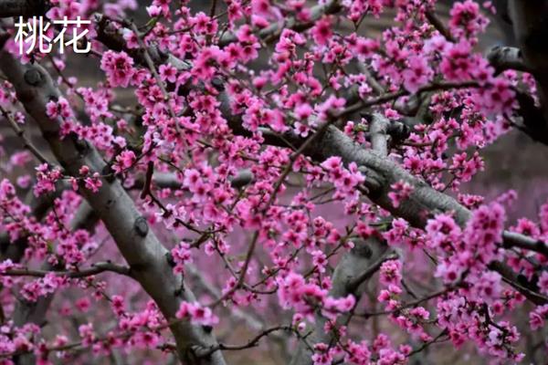 樱花和桃花有什么区别，外形、开花时间和产地均不同