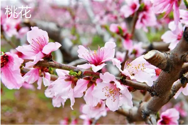 樱花和桃花有什么区别，外形、开花时间和产地均不同
