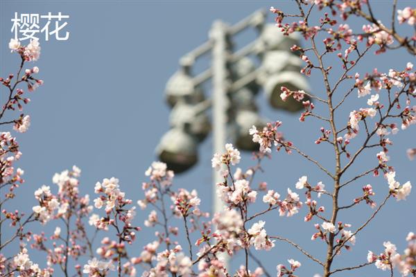 樱花和桃花有什么区别，外形、开花时间和产地均不同