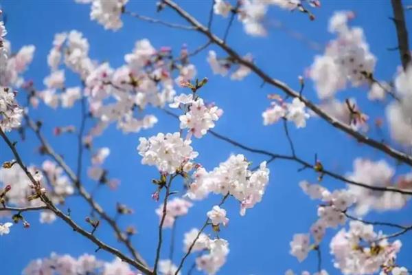 樱花和桃花有什么区别，外形、开花时间和产地均不同