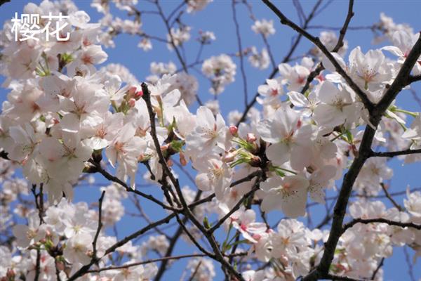 樱花和桃花有什么区别，外形、开花时间和产地均不同