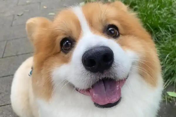 狗狗靠什么分辨主人，通过嗅觉、听觉、视觉均可区分