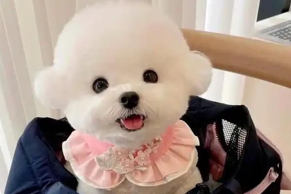 狗狗靠什么分辨主人，通过嗅觉、听觉、视觉均可区分