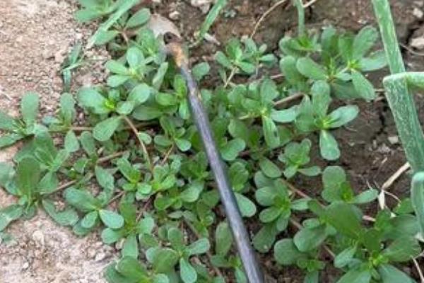 怎么种植核桃树苗，每年进行3-4次除草松土