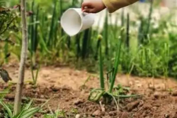 怎么种植核桃树苗，每年进行3-4次除草松土