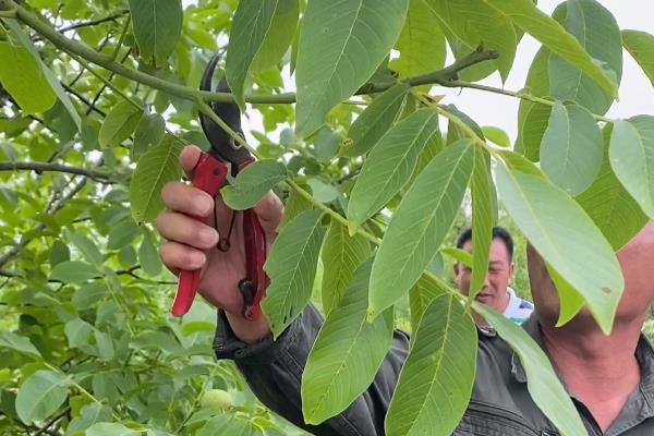 怎么种植核桃树苗，每年进行3-4次除草松土