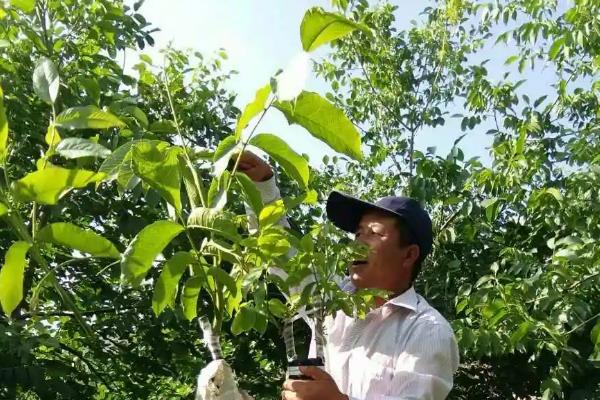 怎么种植核桃树苗，每年进行3-4次除草松土