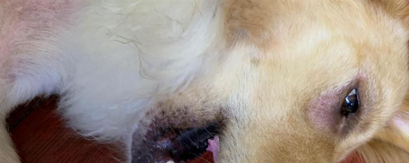 犬异位性皮炎的治疗方法，可喂服泼尼松、泼尼松龙等药物