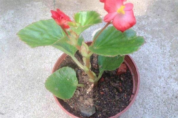 海棠花的浇水方法，小苗期间要减少浇水次数和浇水量