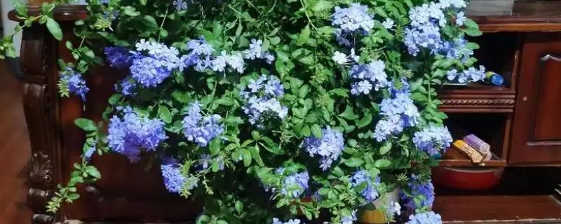 蓝雪花能不能过冬，放在室内可安全过冬