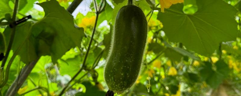 节瓜怎么种植，抽蔓时亩施磷酸二铵150斤左右