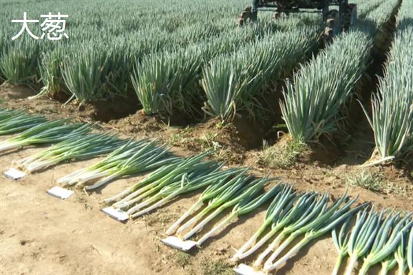 10月份南方地区适合种哪些菜，辣椒、茄子、大葱等品种均是适宜选择