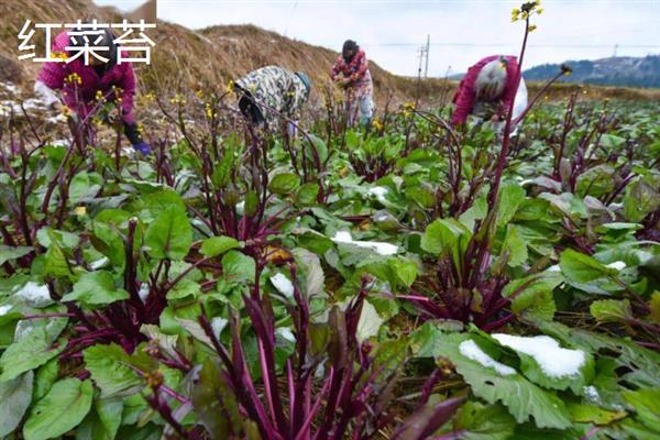10月份南方地区适合种哪些菜，辣椒、茄子、大葱等品种均是适宜选择