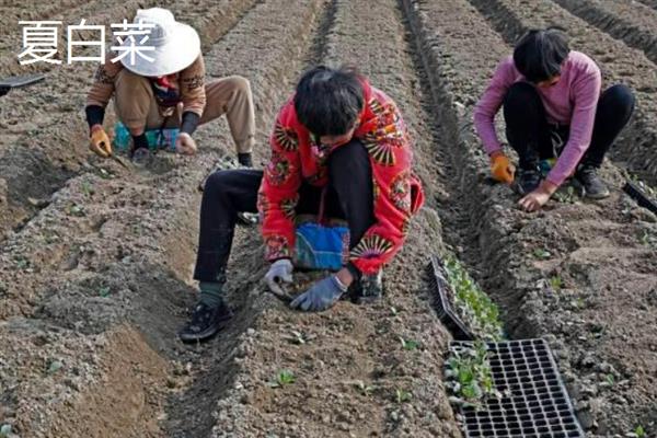10月份南方地区适合种哪些菜，辣椒、茄子、大葱等品种均是适宜选择