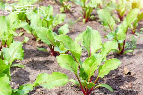 10月份南方地区适合种哪些菜，辣椒、茄子、大葱等品种均是适宜选择