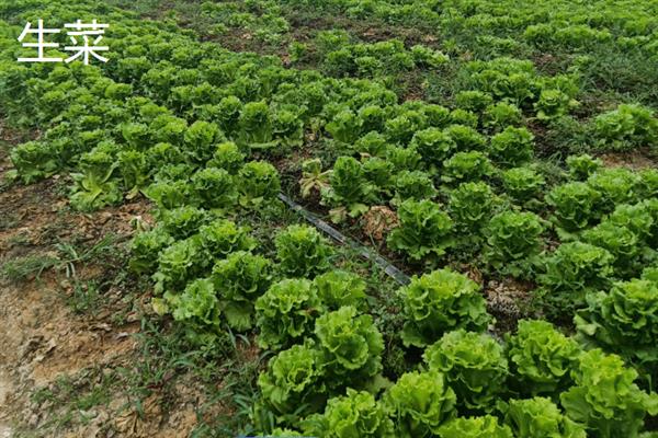 10月份南方地区适合种哪些菜，辣椒、茄子、大葱等品种均是适宜选择