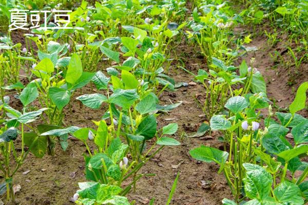 10月份南方地区适合种哪些菜，辣椒、茄子、大葱等品种均是适宜选择