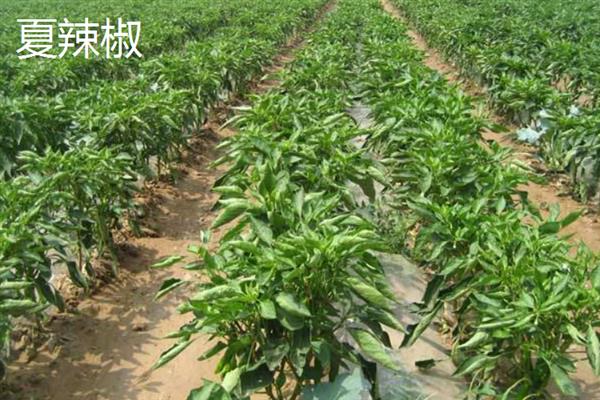 10月份南方地区适合种哪些菜，辣椒、茄子、大葱等品种均是适宜选择