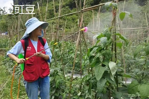10月份南方地区适合种哪些菜，辣椒、茄子、大葱等品种均是适宜选择
