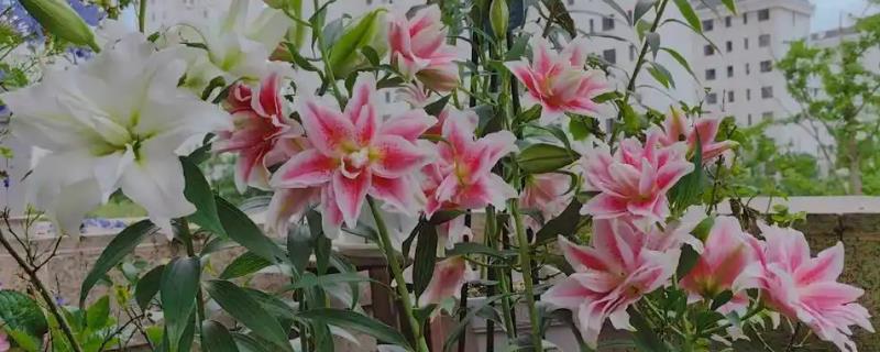 百合是多年生还是一年生，是多年生