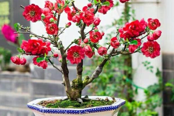 长寿冠海棠花的养殖方法，适合生长在较为湿润的环境中