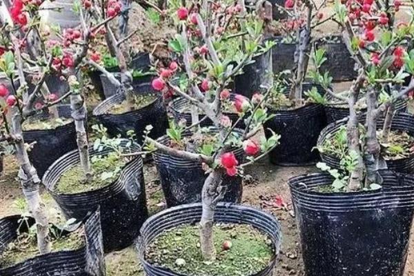 长寿冠海棠花的养殖方法，适合生长在较为湿润的环境中