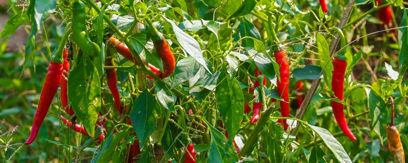 哪些蔬菜可在6-7月份种植，包括辣椒、黄瓜、豆角等品种
