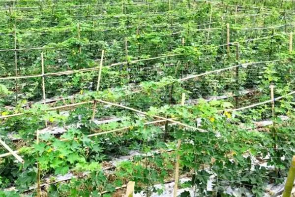 节瓜怎么种植，抽蔓时亩施磷酸二铵150斤左右