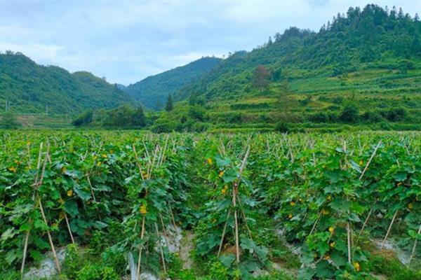 节瓜怎么种植，抽蔓时亩施磷酸二铵150斤左右