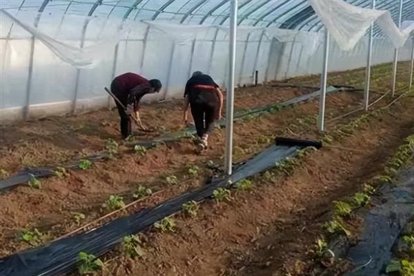 节瓜怎么种植，抽蔓时亩施磷酸二铵150斤左右