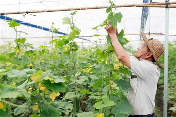 节瓜怎么种植，抽蔓时亩施磷酸二铵150斤左右
