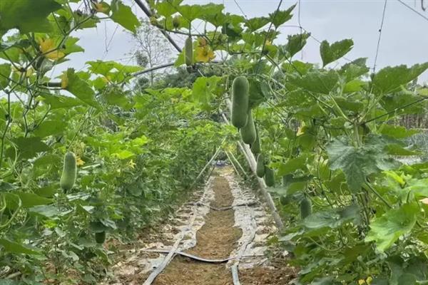 节瓜怎么种植，抽蔓时亩施磷酸二铵150斤左右