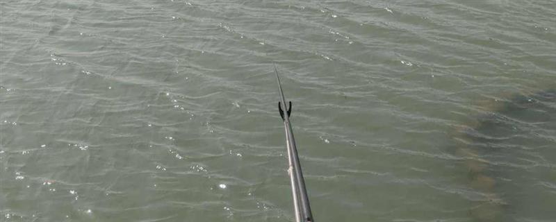 怎么钓白条，在浅水区、浮游生物较多的区域垂钓可增加成功率