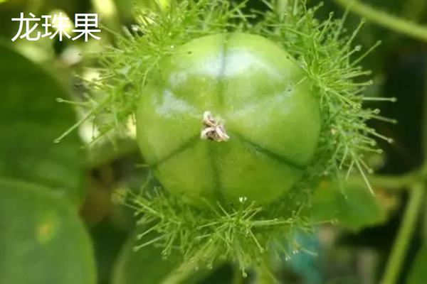甜果果怎么传播种子，以动物传播、人工传播、机械传播为主