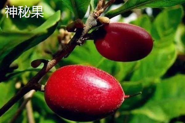甜果果怎么传播种子，以动物传播、人工传播、机械传播为主
