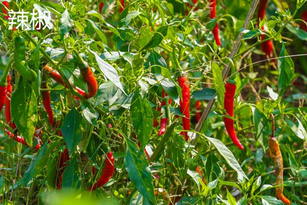 哪些蔬菜可在6-7月份种植，包括辣椒、黄瓜、豆角等品种
