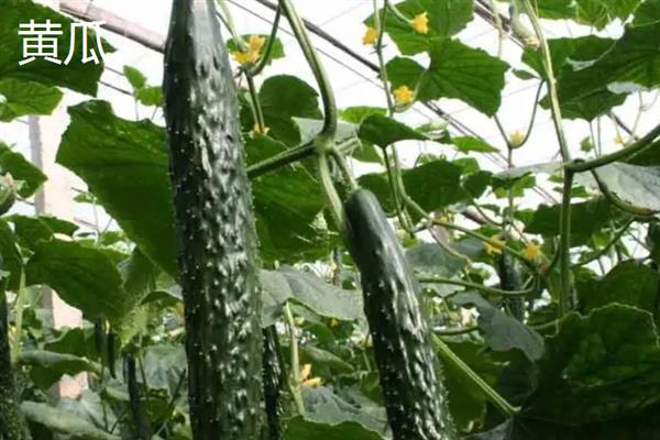 哪些蔬菜可在6-7月份种植，包括辣椒、黄瓜、豆角等品种