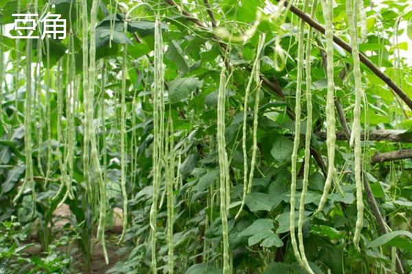 哪些蔬菜可在6-7月份种植，包括辣椒、黄瓜、豆角等品种