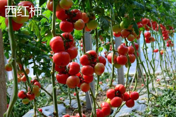 哪些蔬菜可在6-7月份种植，包括辣椒、黄瓜、豆角等品种