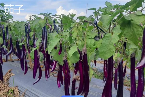 哪些蔬菜可在6-7月份种植，包括辣椒、黄瓜、豆角等品种