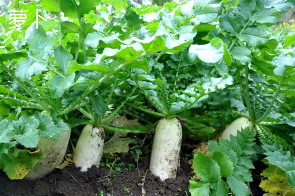 哪些蔬菜可在6-7月份种植，包括辣椒、黄瓜、豆角等品种