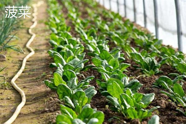 哪些蔬菜可在6-7月份种植，包括辣椒、黄瓜、豆角等品种