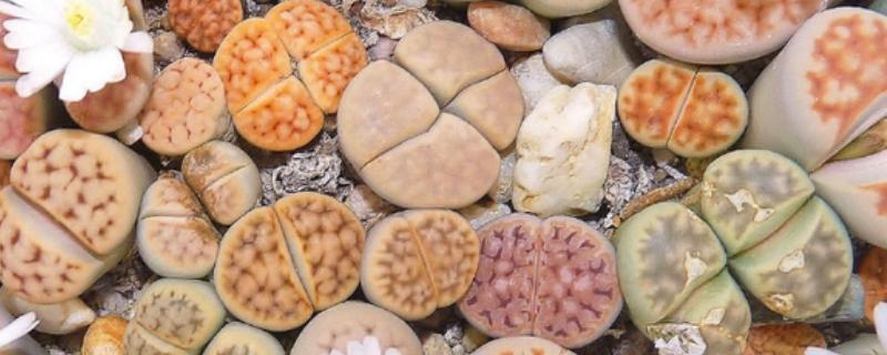 为什么石生花要给它扒开，因为其自身蜕皮困难