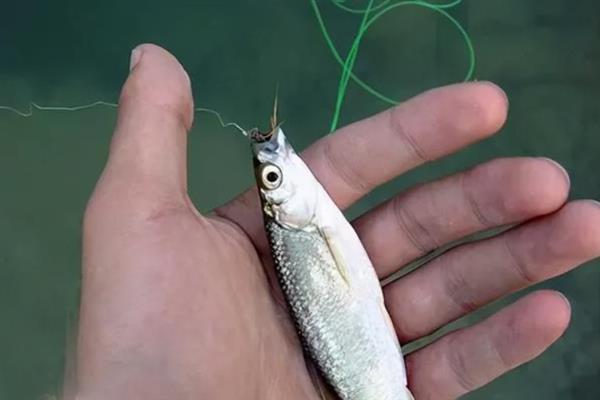 怎么钓白条，在浅水区、浮游生物较多的区域垂钓可增加成功率