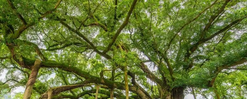 榕树盆景如何修剪，在生长发育期将新梢顶端幼嫩的部位去掉