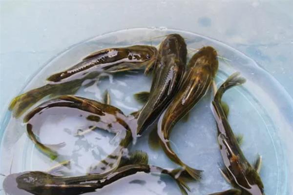 如何才能鉴别野生昂刺鱼，可以通过颜色、体型和肉质来区分