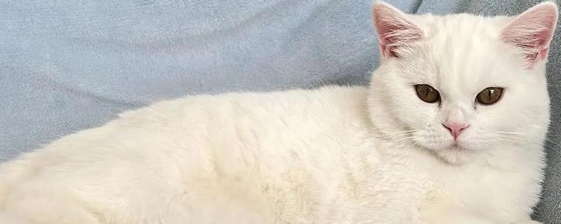 猫总打喷嚏的原因，主要包含季节因素、装修等