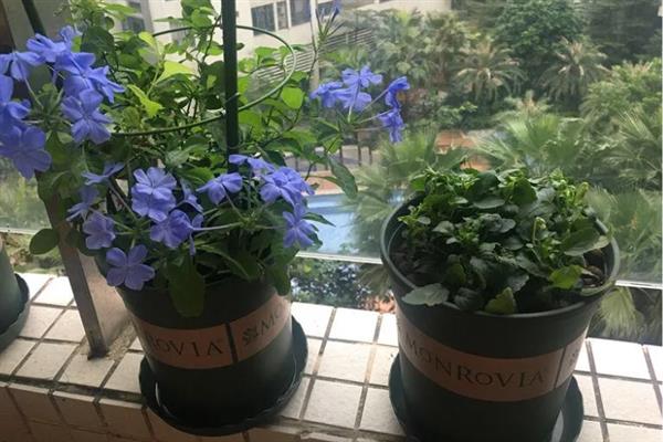 蓝雪花能不能过冬，放在室内可安全过冬