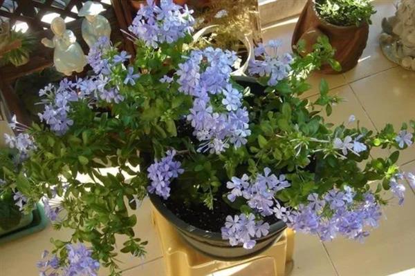 蓝雪花能不能过冬，放在室内可安全过冬